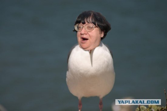 Чайка из Алькатраца