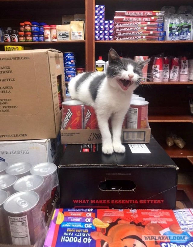 Обнаружены истиные владельцы магазинов - НарКотКонтроль