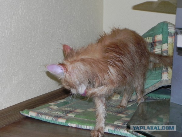 Немного о  Мейн Куне.