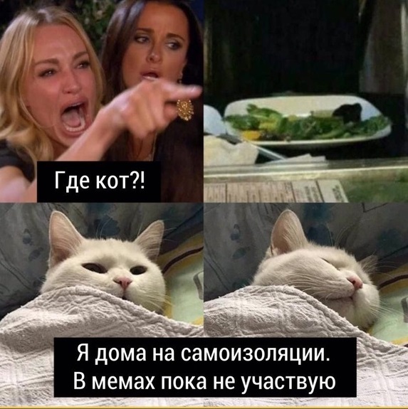 Знаменитый кот