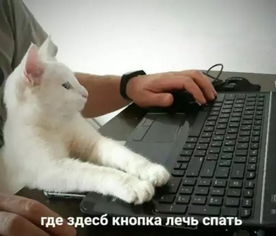 Котямбосы