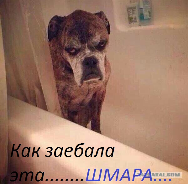 Псаки - принцесса цирка