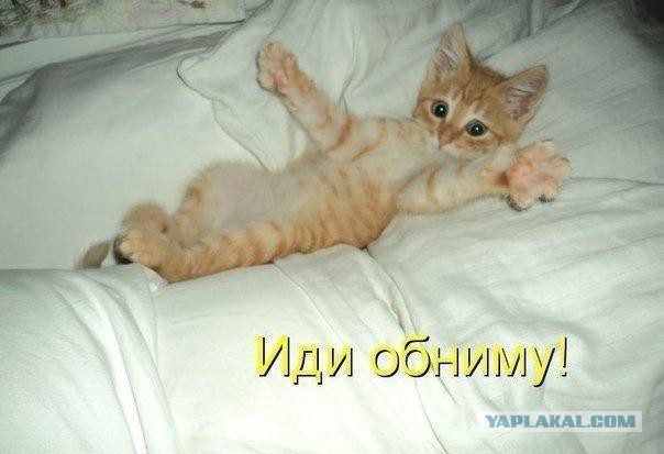 Когда вы плюсуeтe тему в платине