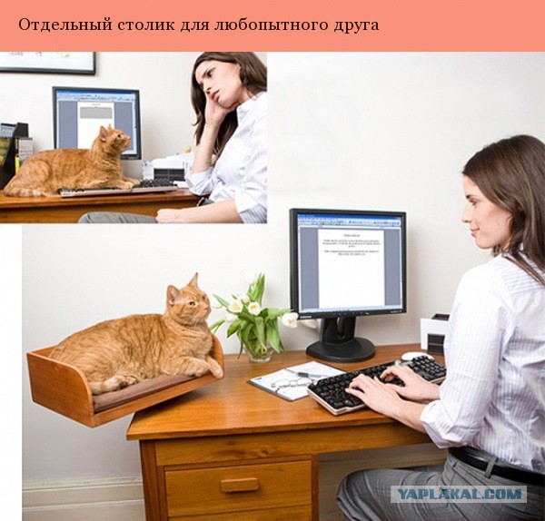 Дизайнерские штуки для котеев