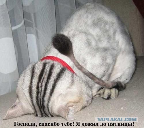 Картинки, вроде смешные.