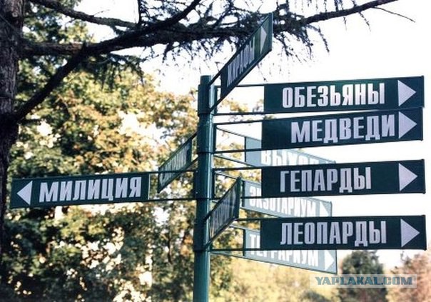 Весёлое из сети