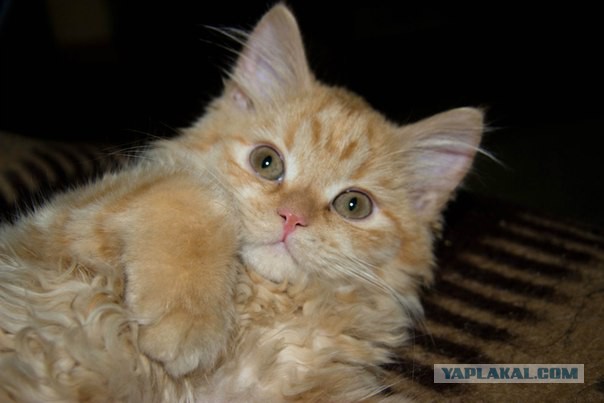 Котовторник 06.01.2015