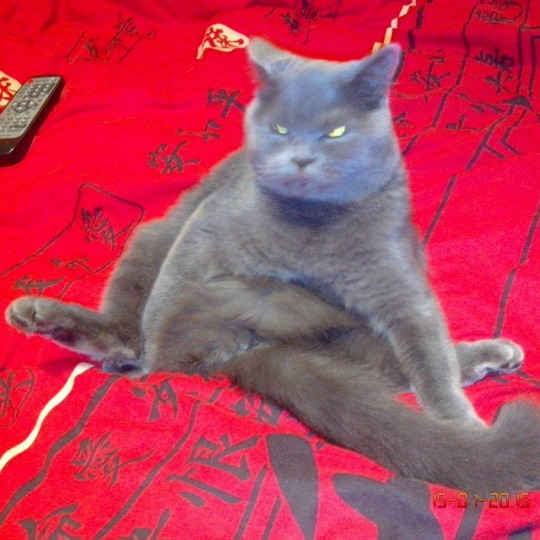 Котовторник 27.01.2015