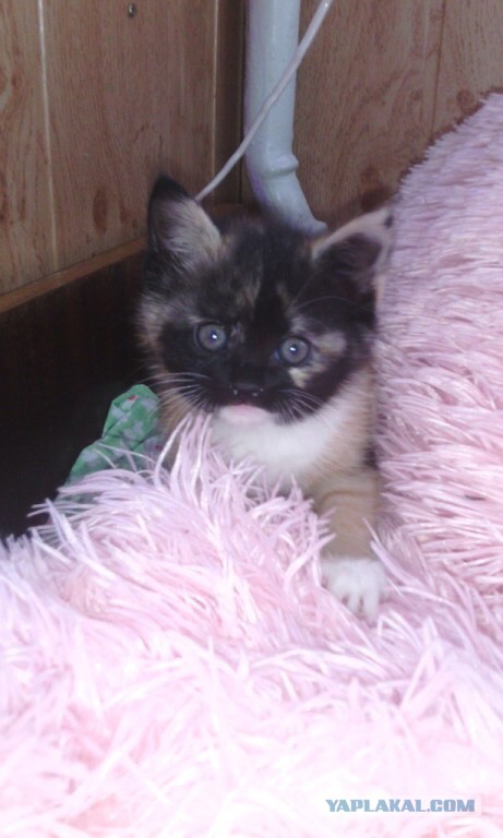 Котовторник