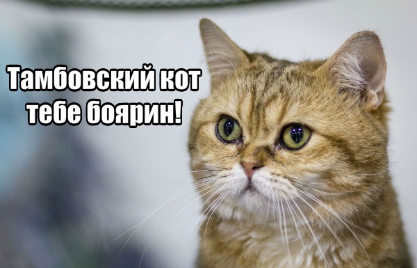Выставка кошек WCF 4 апреля Тамбов