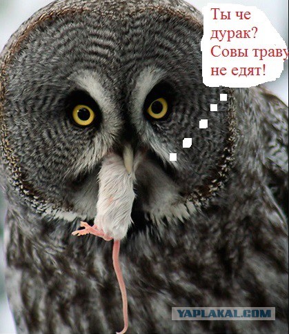 Совы тоже могут в мемы