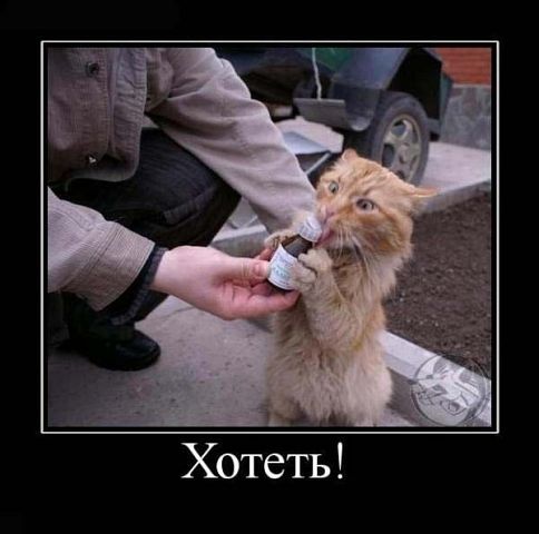 Страшнее кошки зверя нет!