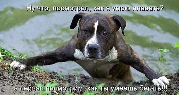 Прикольные картинки
