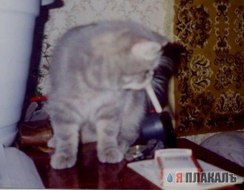 Коты, кошки, котята