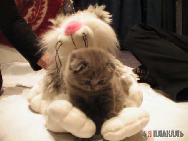 Коты, кошки, котята