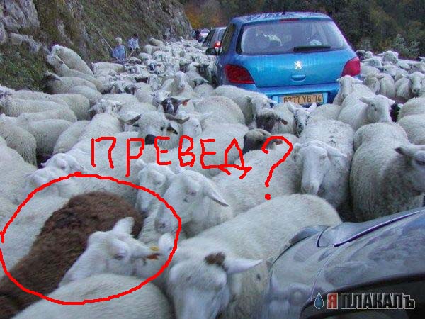 Эстонец врезался ф стадо диких питачкофф