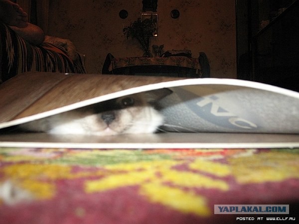 Коты в засаде