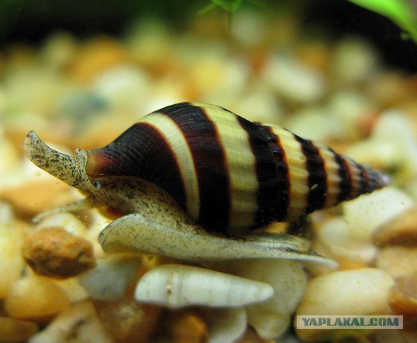 Аквариумные страдания