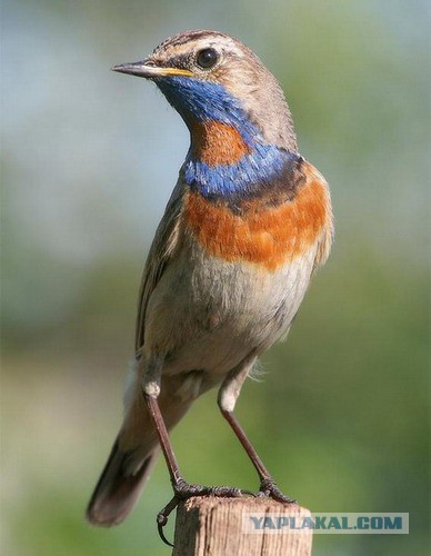 Каких птиц вы видите в городе?