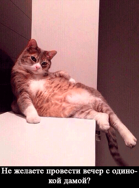 Подборка смешных картинок с надписями