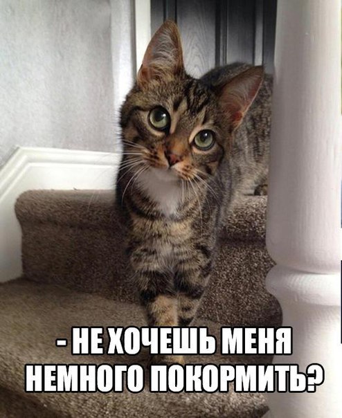 Прикольные животные