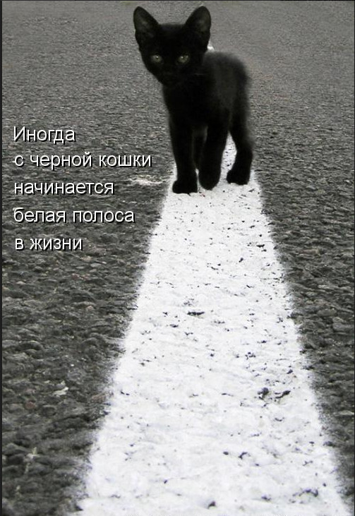 Коты и Кошки