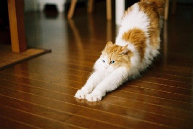 Коты и Кошки