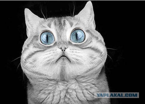 Кошак в шоке