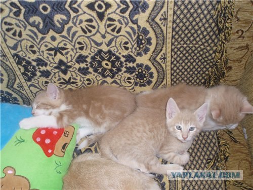 Котовторник 4.01.2011 - первый котовторник года