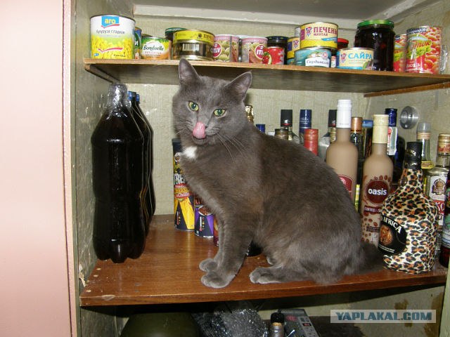 Котовторник 22.11.11