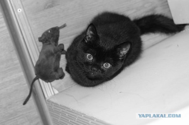 Котовторник (24. 01. 2012 )