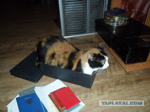 Диван для собаки