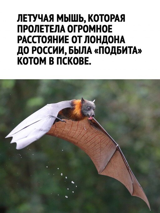 Картинки и мемы для настроения - 19