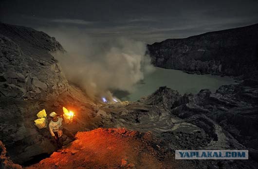 Они живут только 40 лет