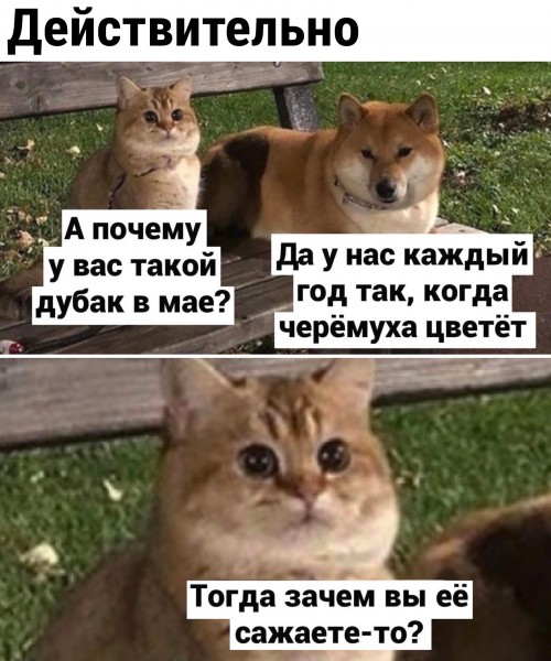 Пандемия съехавших крыш - разновидности болезни. Россия и мир. Часть 39.