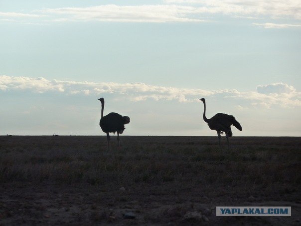 AFRICA - (Эфиопия,Кения,Танзация) 4-16 ноября 2011