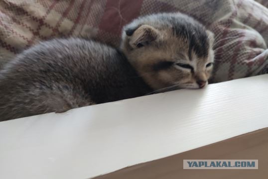 Котовторнику посвящается. Счастья привалило