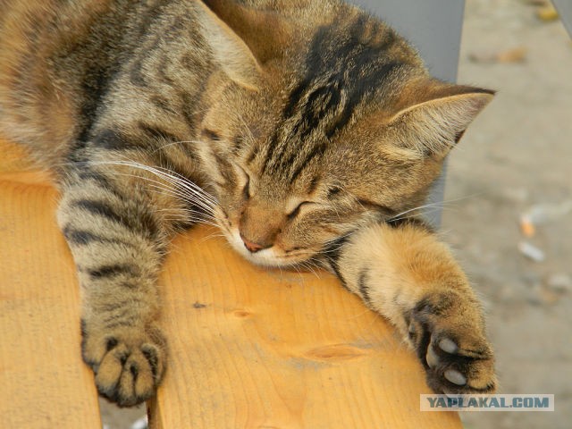 Котовторник 30.04.2013