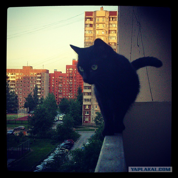 Котовторник 04.06.2013