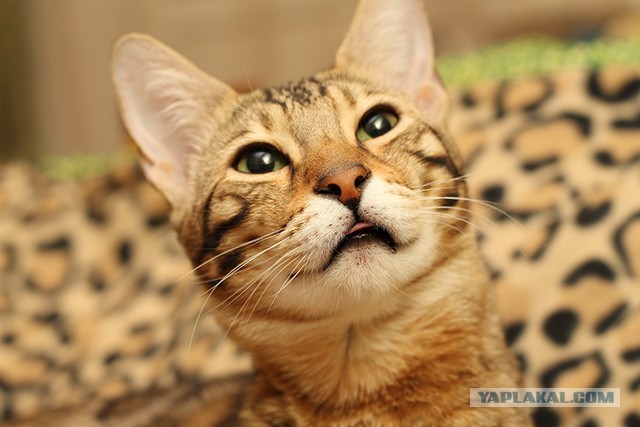 О бенгальских котах на наглядном примере