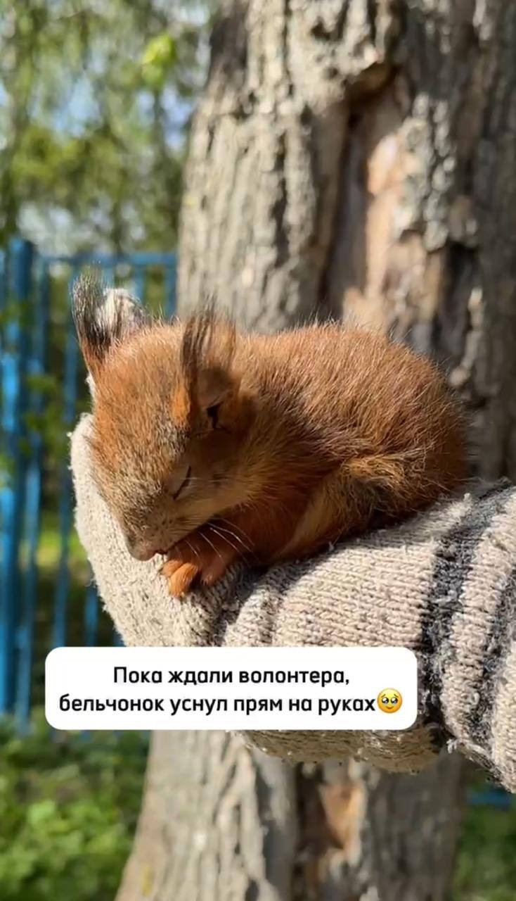 Отважный москвич совершил подвиг, защитив бельчонка от стаи агрессивных ворон в Зюзино!