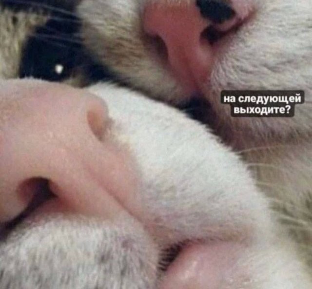 К-котовторник.