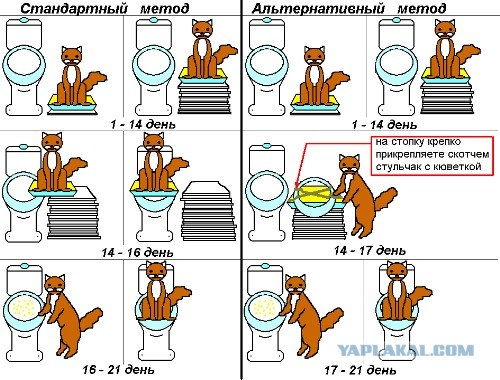 Как научить кота ходить в туалет