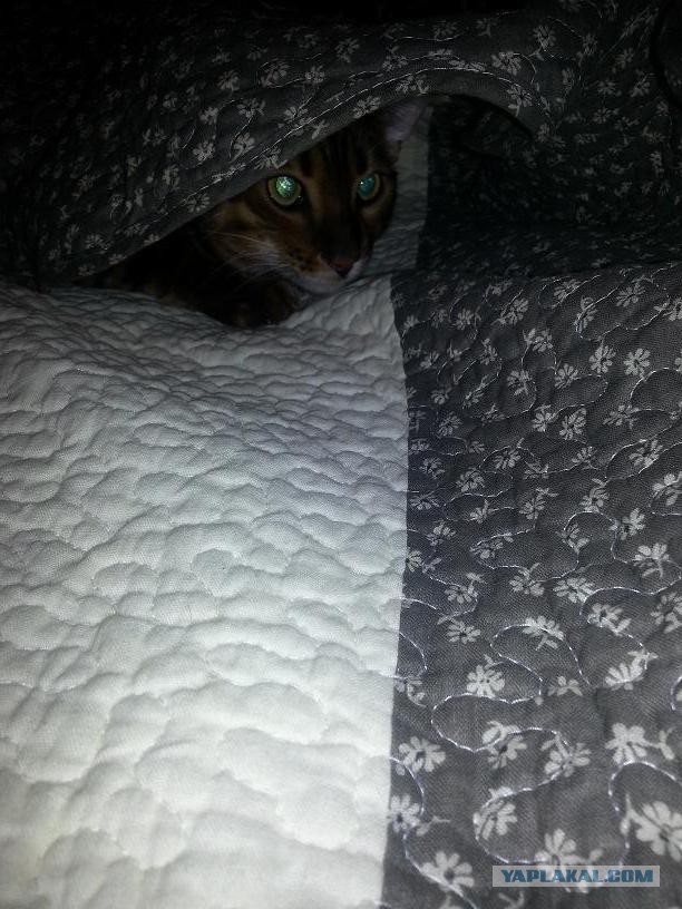 Котовторник 01.04.2014