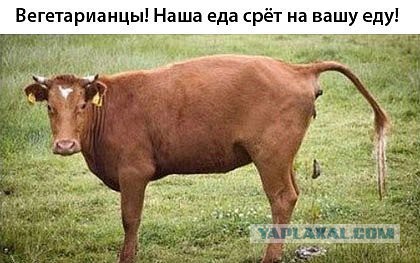 Люблю веганов