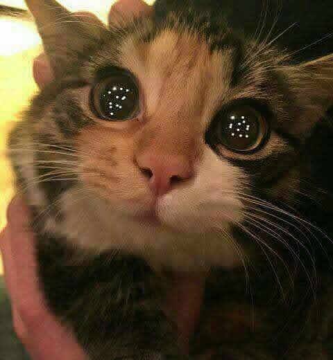 Коты из сети