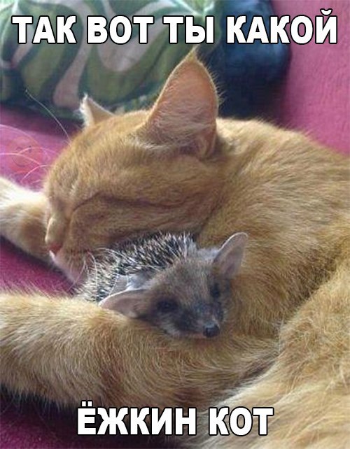 Коты из сети