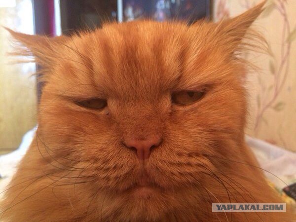 Тот самый, "Ёшкин кот"