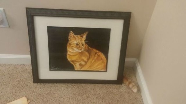 Коты и Кошки