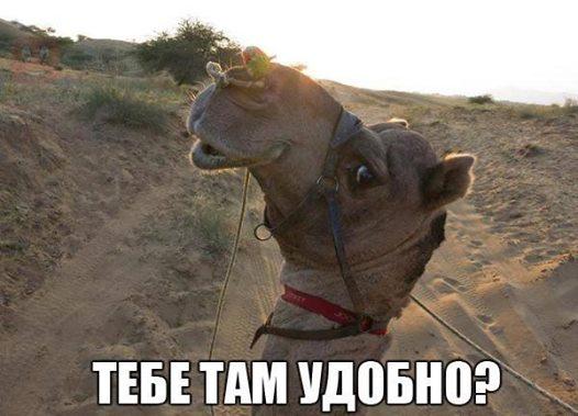 Картинки с подписями и без